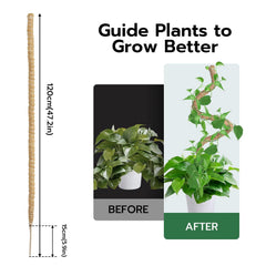 Mcbazel moss pole installed in a pot with Monstera plant