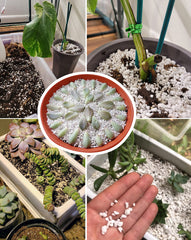MDPQT Horticultural Perlite in a garden setting