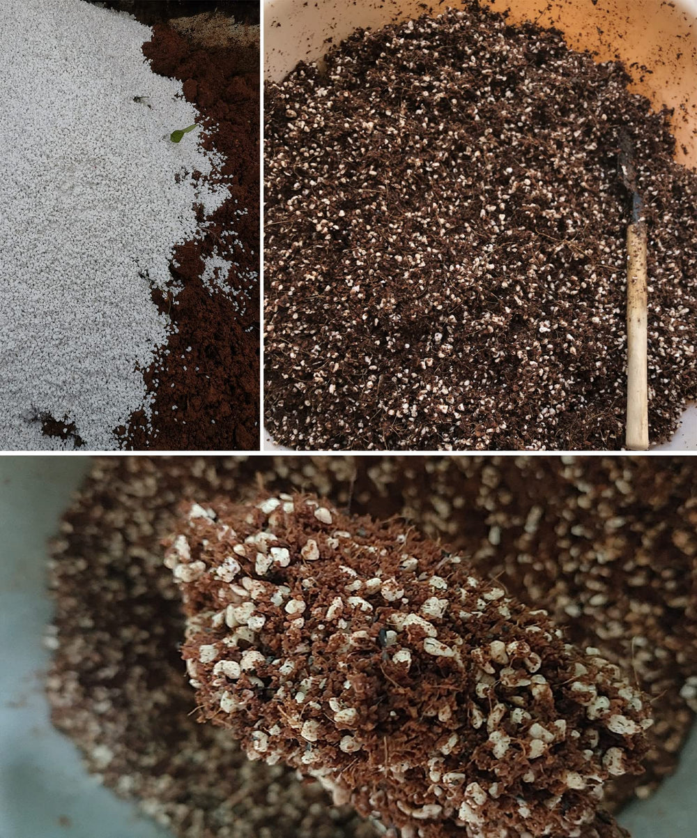 MDPQT Horticultural Perlite in a potting mix