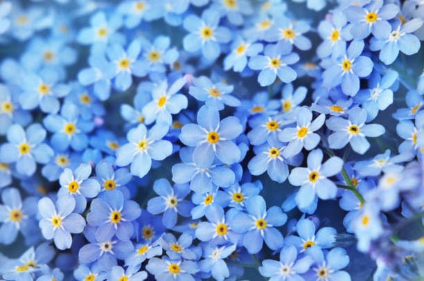 Meadow filled with wildflowers from Wivolibe seeds