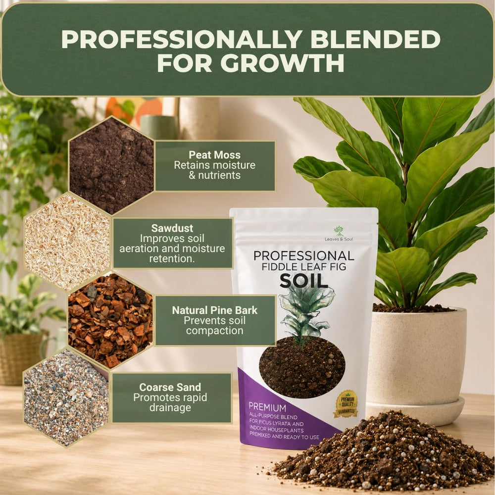 Measurement of Leaves and Soul Fiddle Leaf Fig Soil Mix