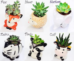 Melphoe 6 animal pots displayed together on a table