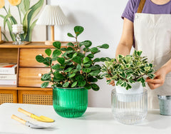 Melphoe self watering planter displaying drainage holes