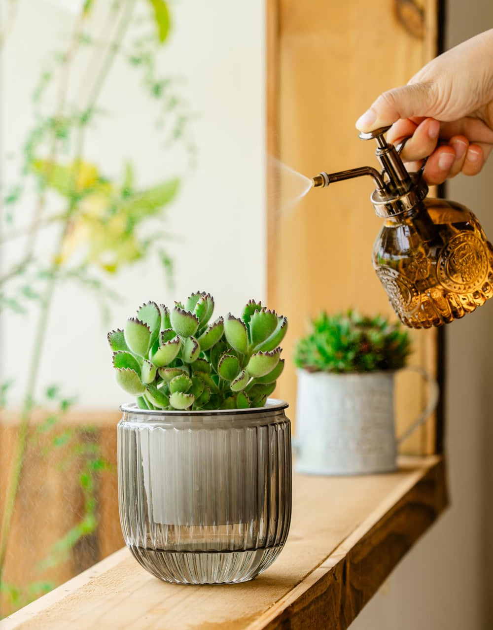 Melphoe Self Watering Pot 4.3 Inch with succulent