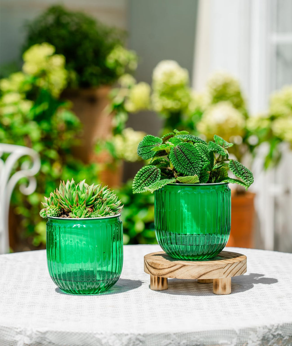Melphoe self watering pot showing visible water level