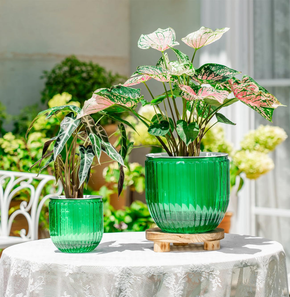 Melphoe self watering pots in a bright indoor setting