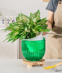 Melphoe self watering pots with succulent plants inside