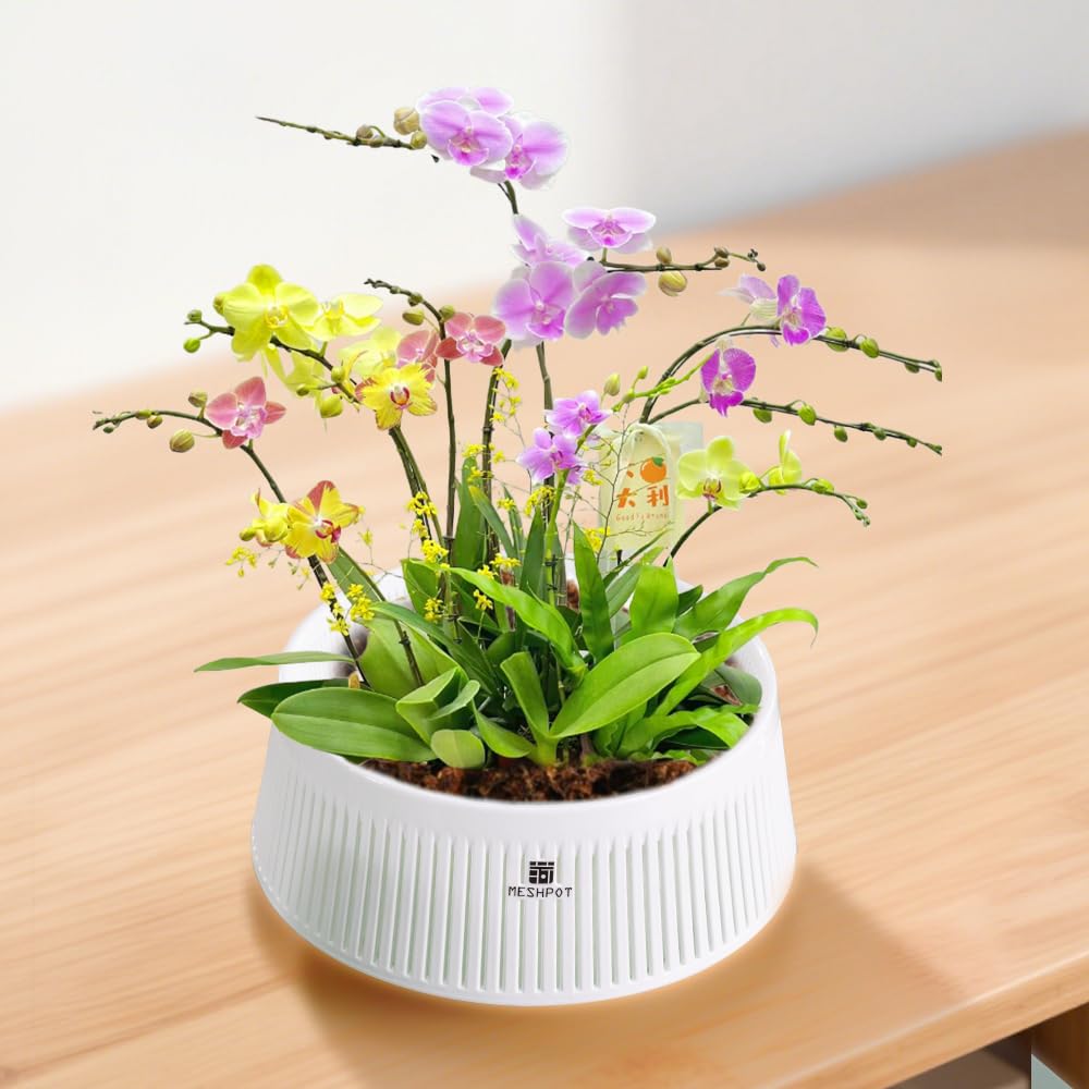 Meshpot 8-inch orchid pot with holes and saucer