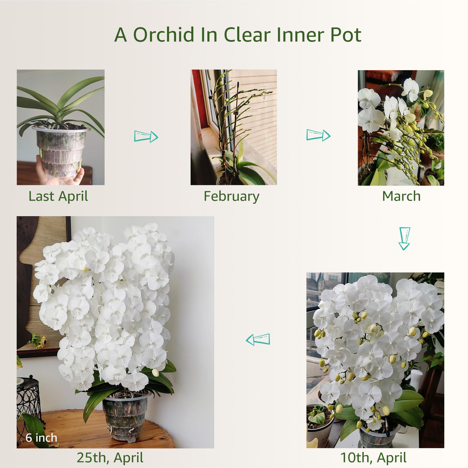 Meshpot Orchid Pot 6 Inch displayed on a windowsill