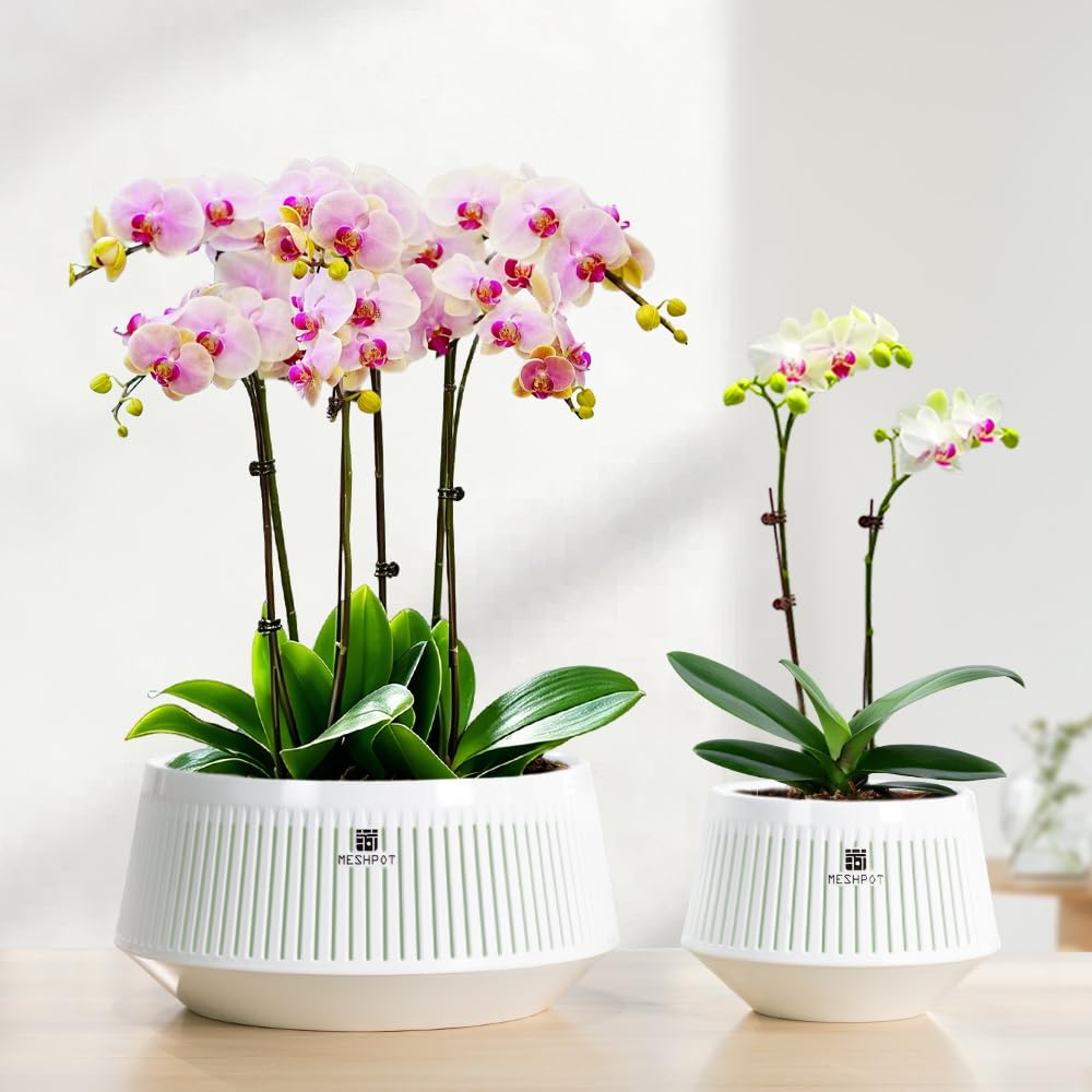 Meshpot saucer for 5 inch orchid pot
