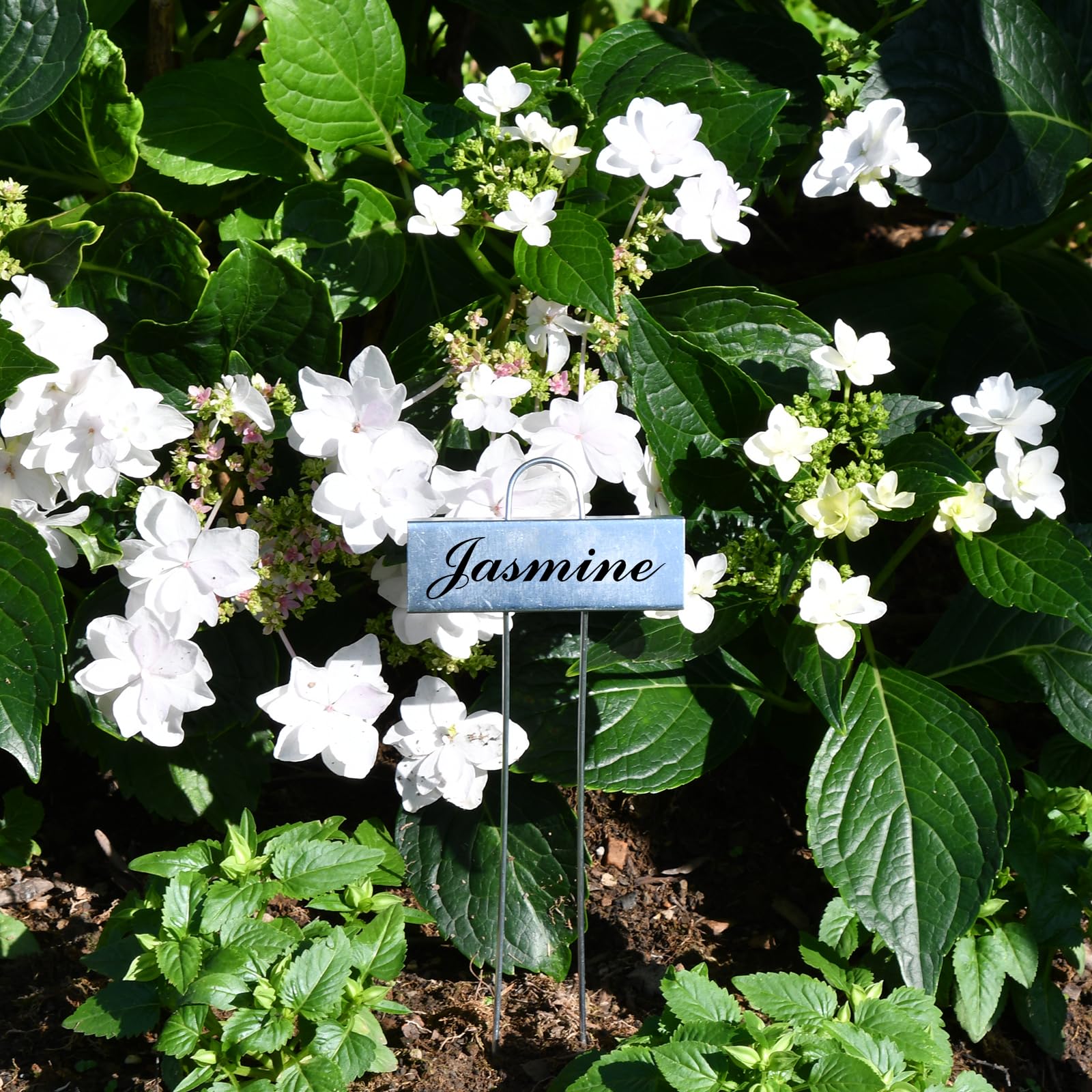 Metal Plant Labels showing waterproof feature