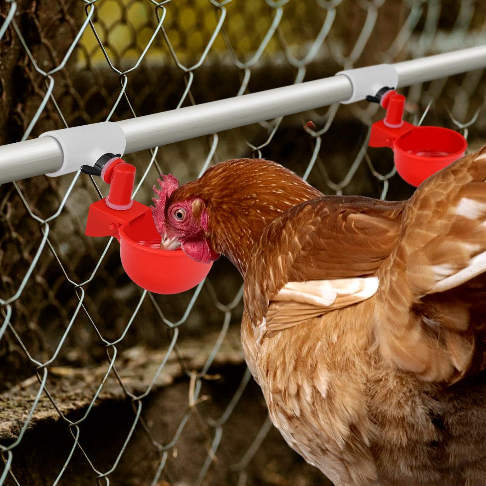 MEWTOGO Chicken Waterer PVC Tee Fittings in use with chickens
