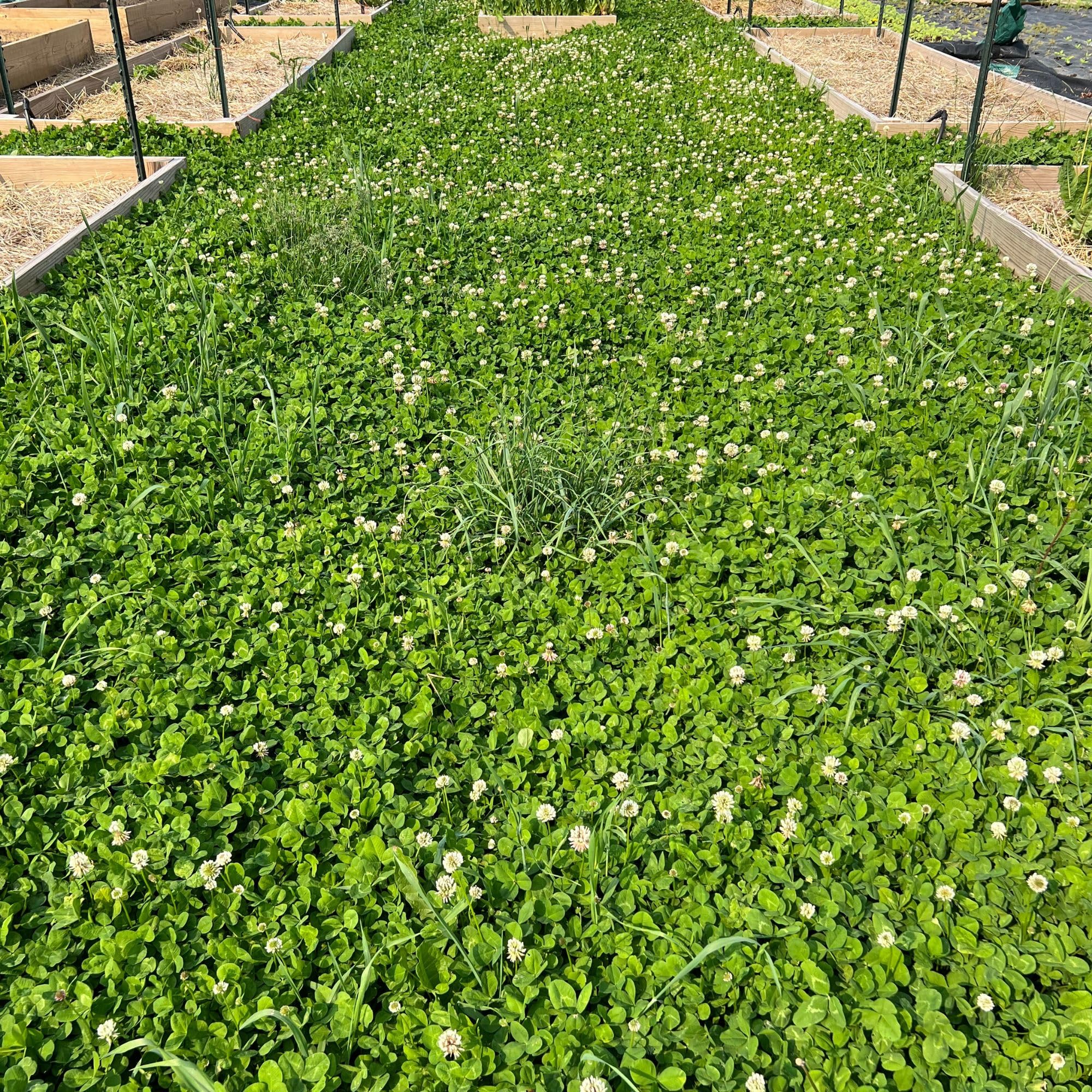 Micro Clover growing in a garden setting