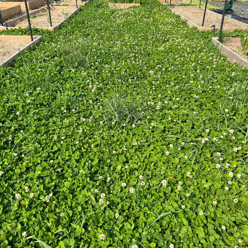 Micro Clover growing in a garden setting