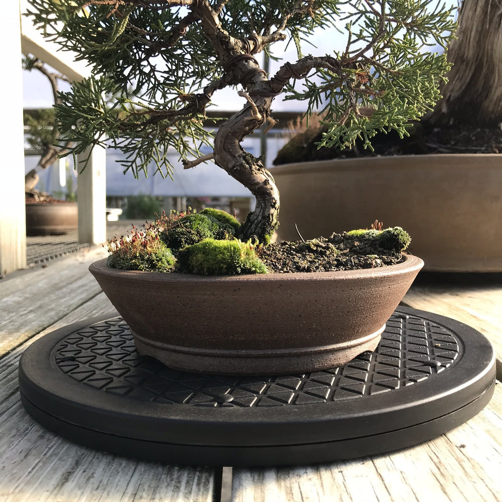 Mighty Mini Bonsai Turntable displaying a Bonsai tree