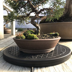 Mighty Mini Bonsai Turntable displaying a Bonsai tree