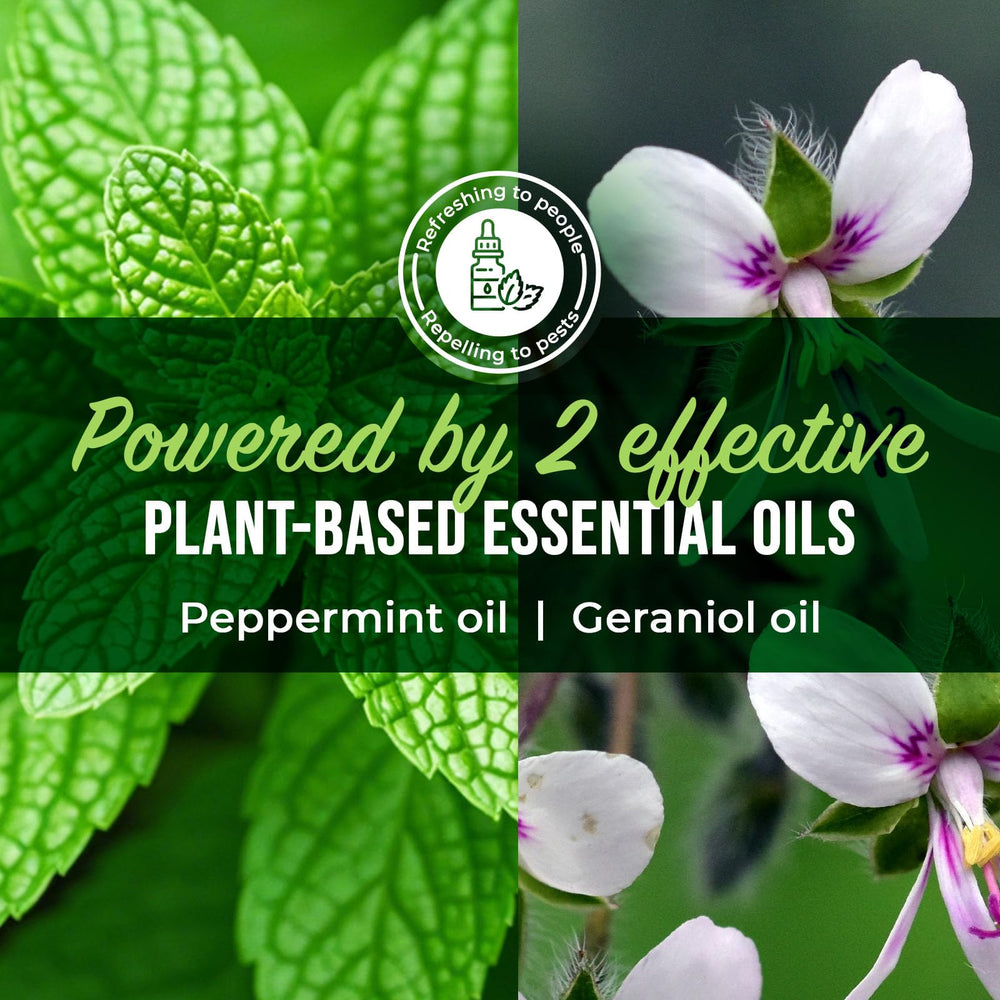 Mighty Mint Peppermint Oil Spider Repellent on a patio