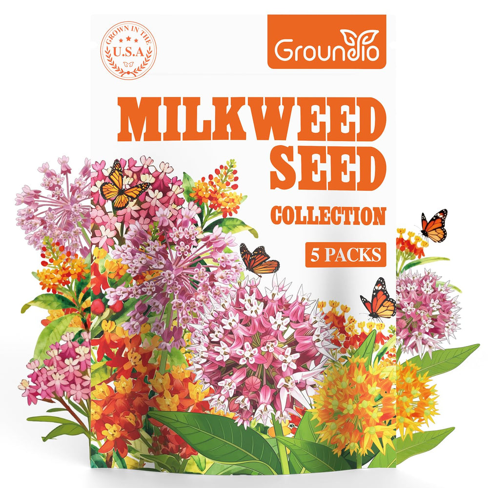 Milkweed flowers attracting butterflies