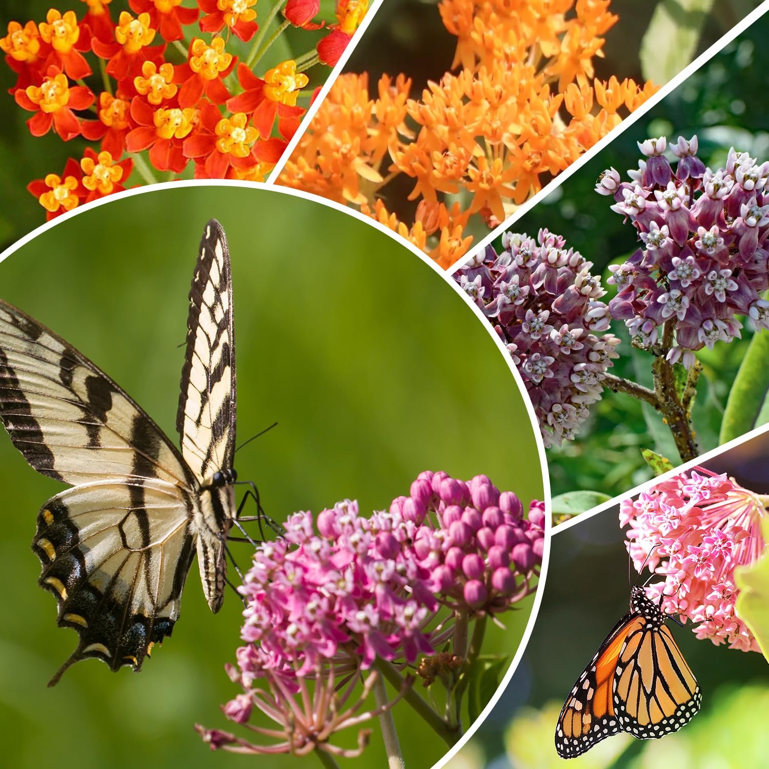 Milkweed seeds planted in a garden