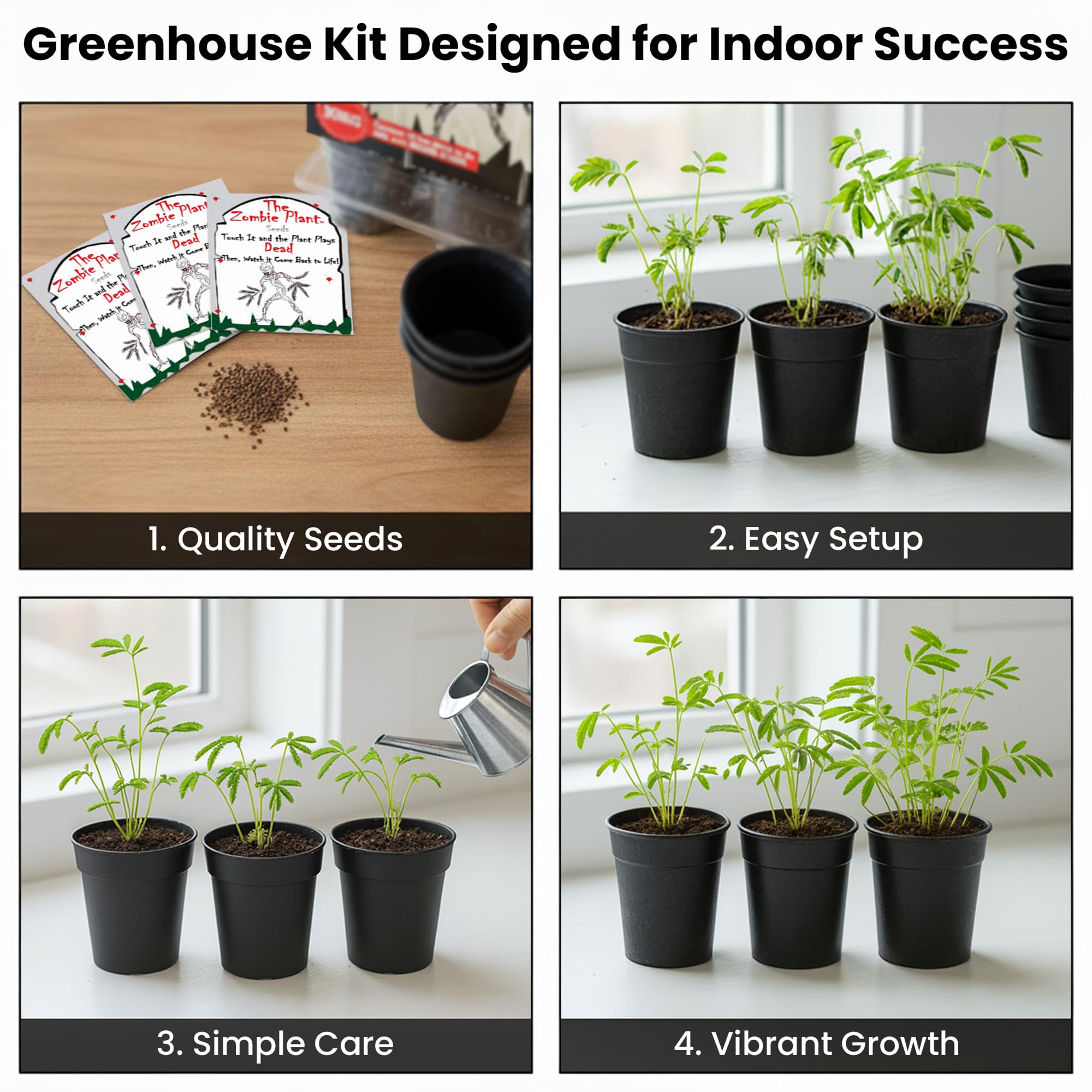 Mimosa pudica plant in mini greenhouse from the kit