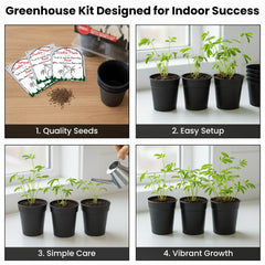 Mimosa pudica plant in mini greenhouse from the kit