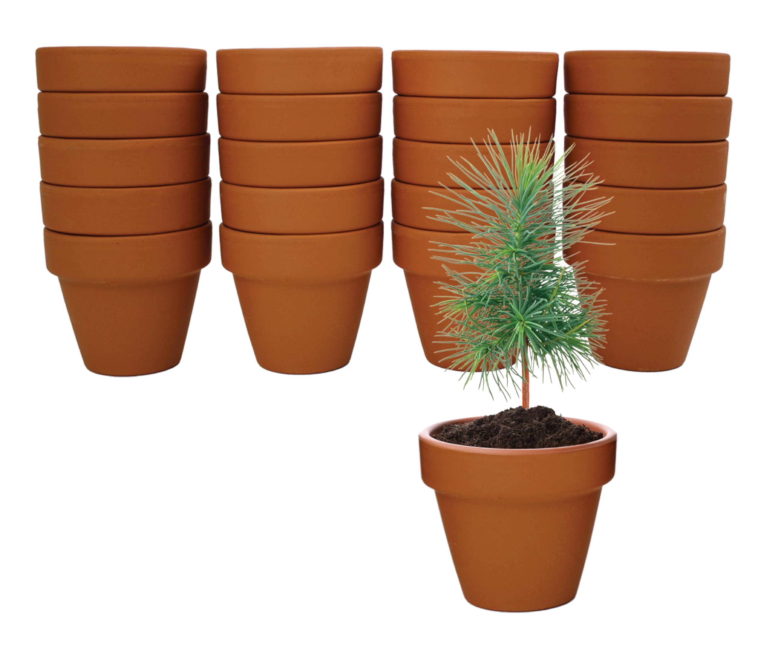 Mini terracotta pots included in BUZZY Spruce Tree Grow Kit