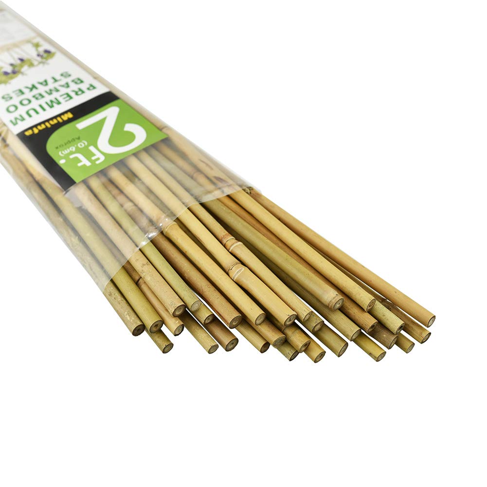 Mininfa Bamboo Stakes 2 Feet Natural colour pack of 30