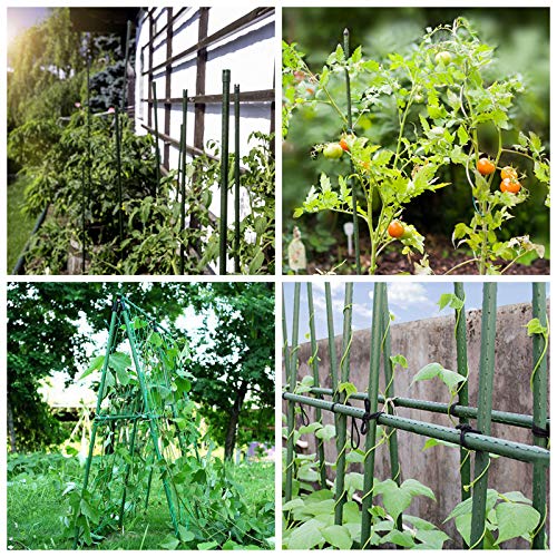 Mininfa Steel Plant Stakes used in a trellis setup