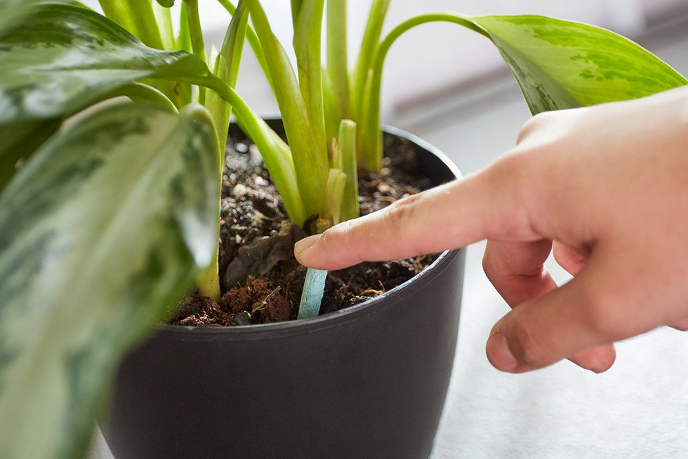 Miracle-Gro Indoor Plant Food Spikes displayed on a table