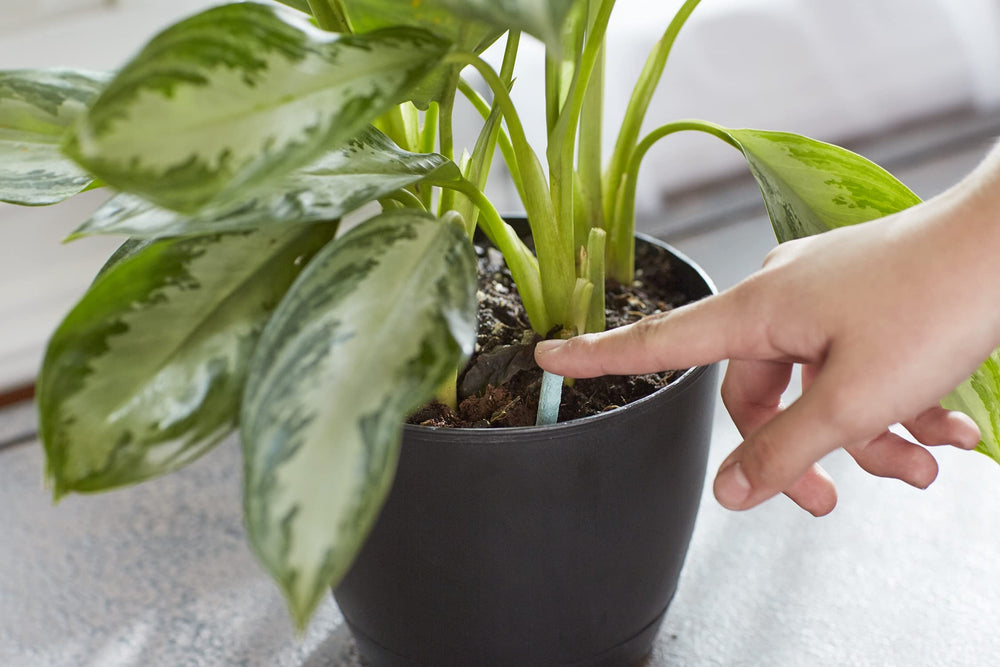 Miracle-Gro Indoor Plant Food Spikes displayed on a table