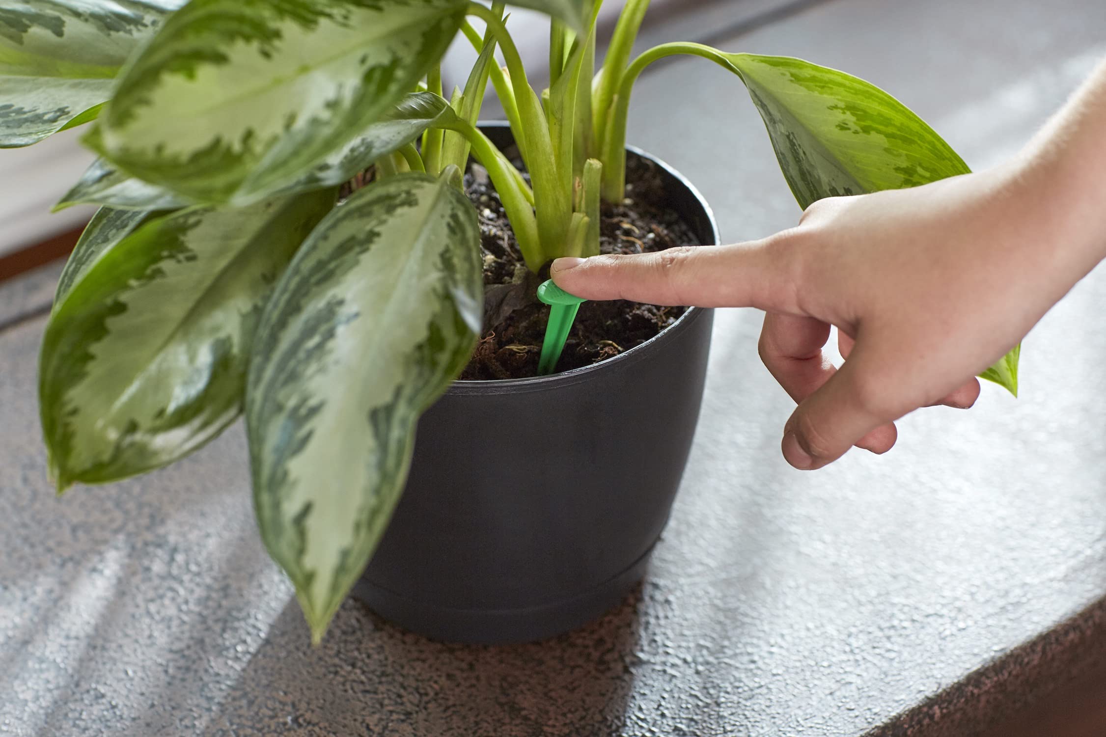 Miracle-Gro Indoor Plant Food Spikes in a potted plant