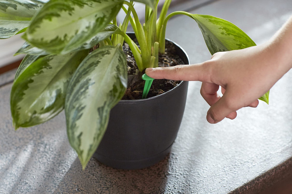 Miracle-Gro Indoor Plant Food Spikes in a potted plant