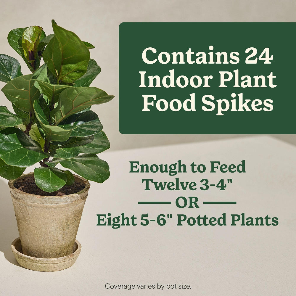 Miracle-Gro Indoor Plant Food Spikes in use within a 5-6 inch potted plant