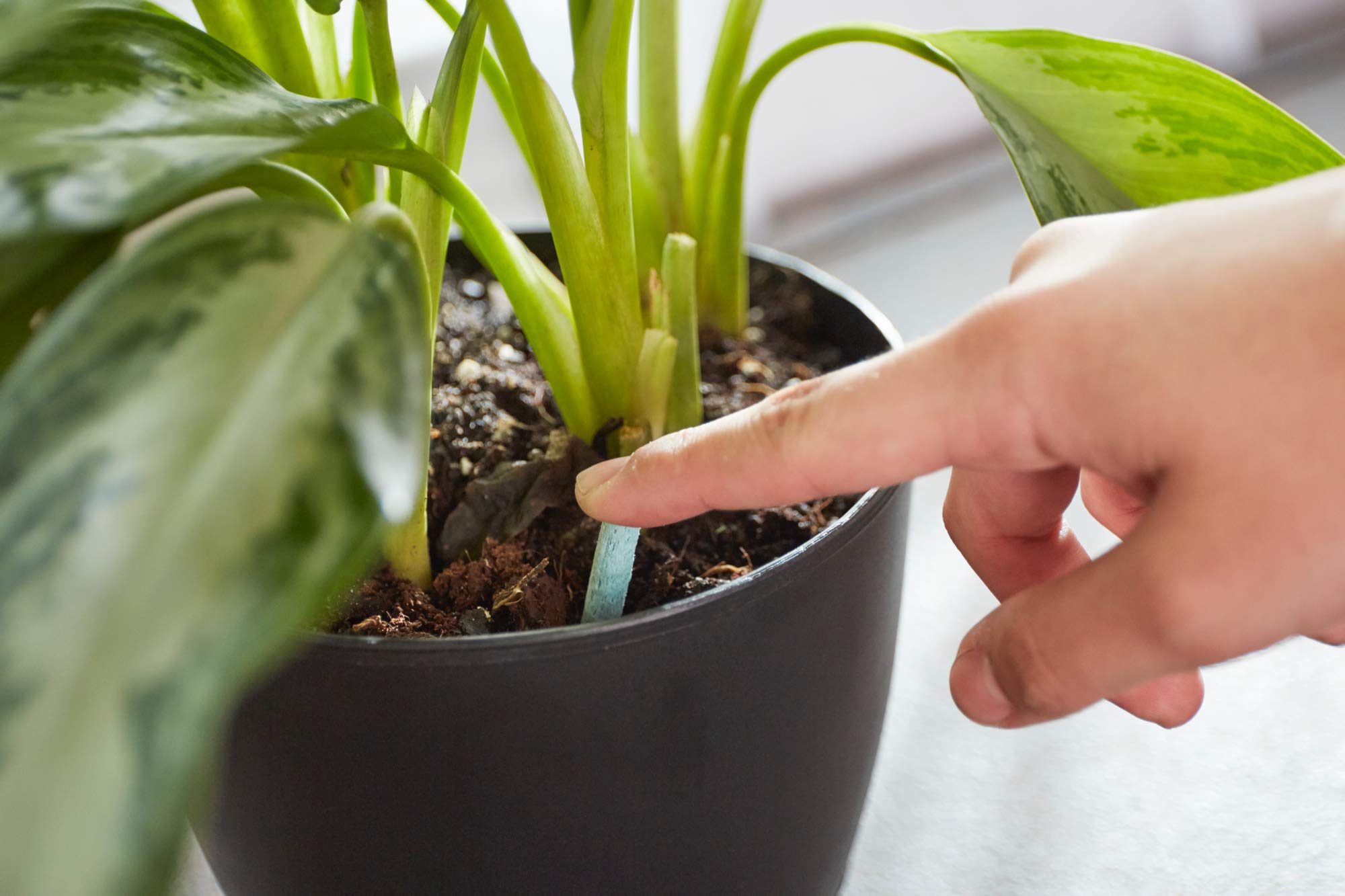 Miracle-Gro Indoor Plant Food Spikes inserted into soil