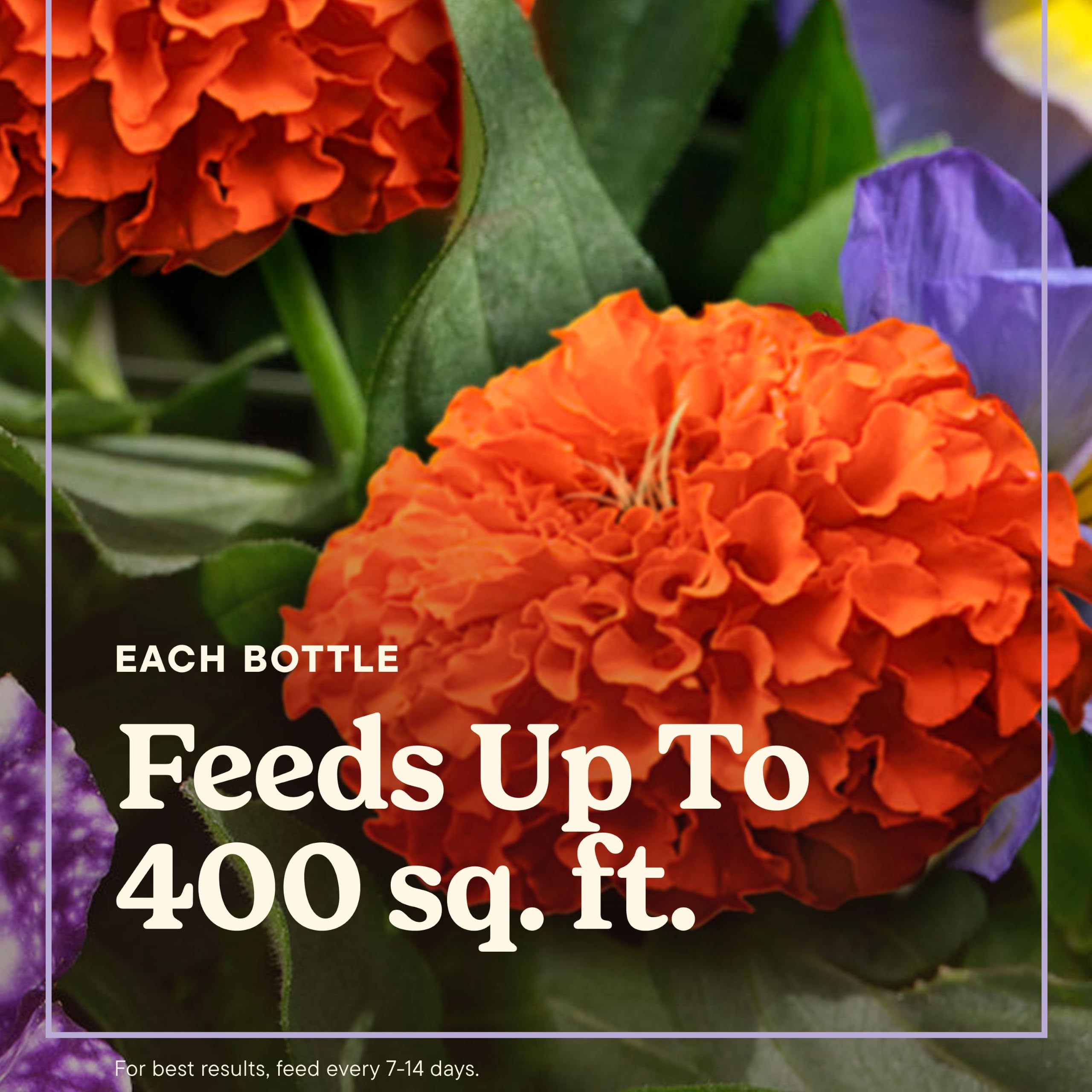 Miracle-Gro LiquaFeed Bloom support Flower Food usage instructions