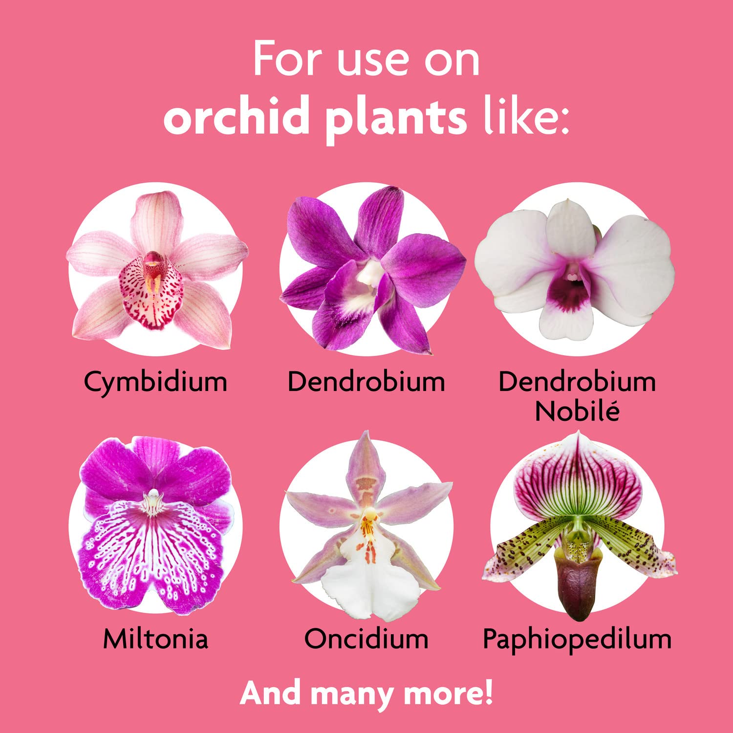 Miracle-Gro Orchid Plant Food Mist in use on orchids