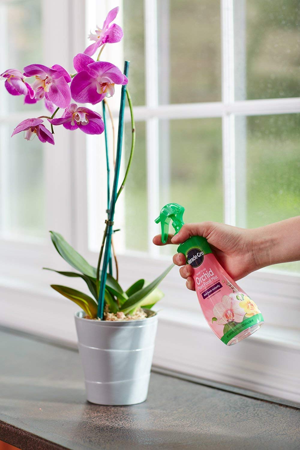 Miracle-Gro Orchid Plant Food Mist misting orchids in a home setting