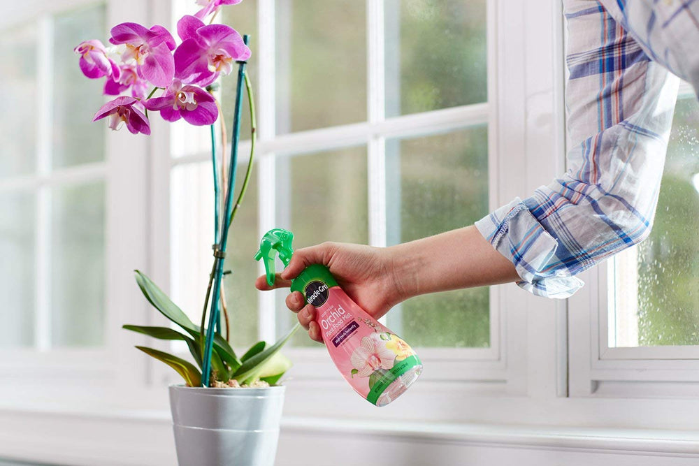 Miracle-Gro Orchid Plant Food Mist with orchids in bloom