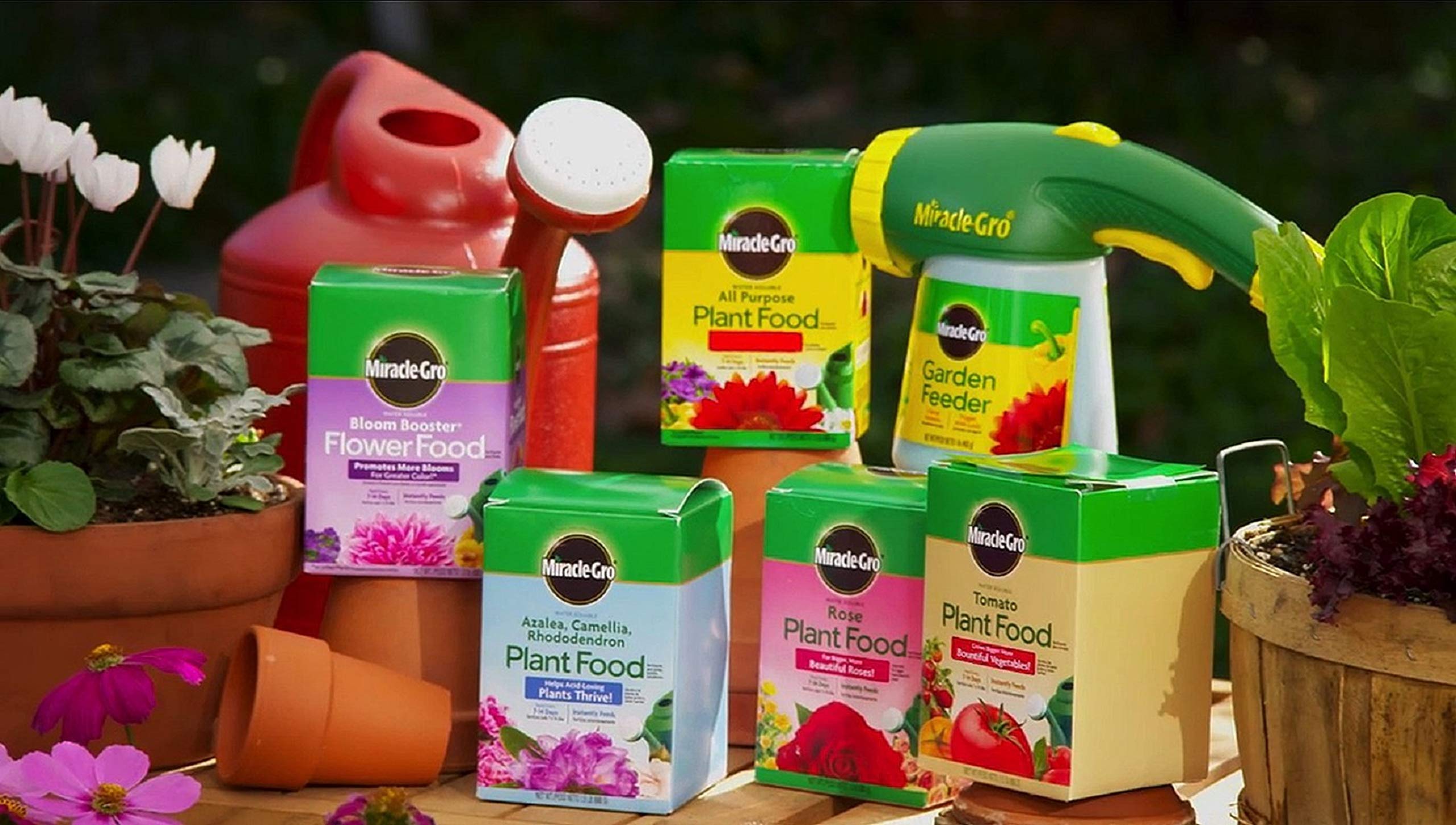 Miracle-Gro Rose Plant Food application in garden