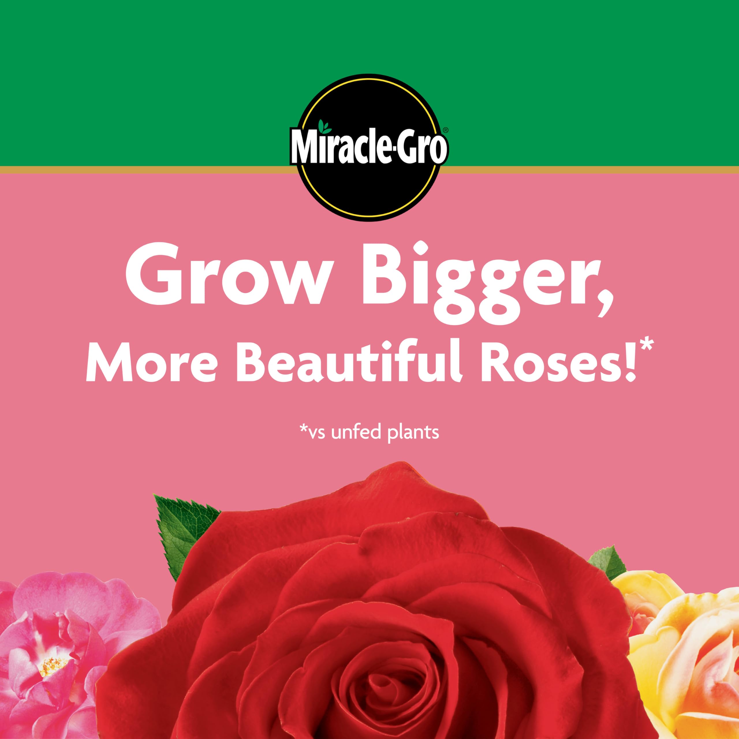 Miracle-Gro Rose Plant Food being mixed in a watering can