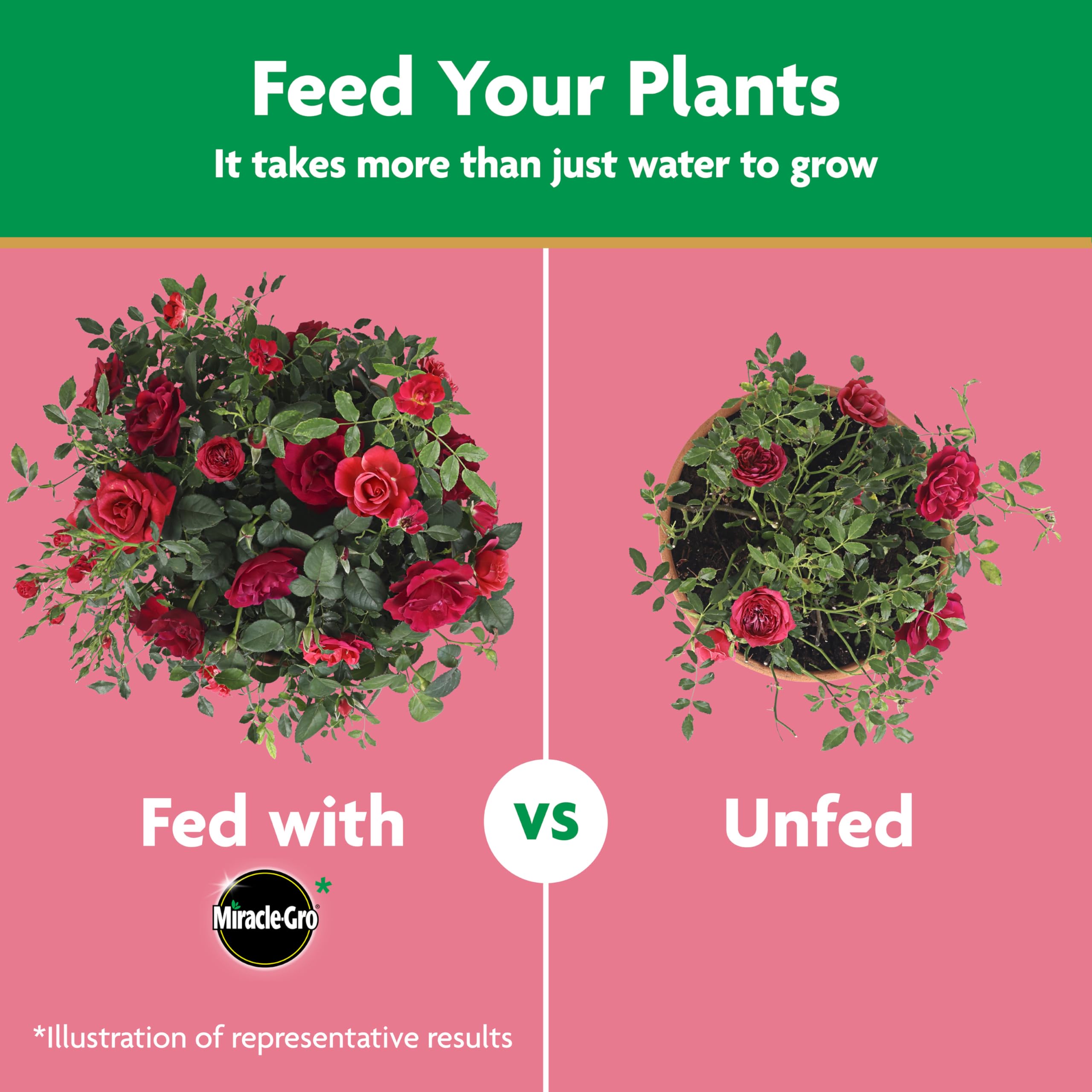 Miracle-Gro Rose Plant Food suitable for indoor roses