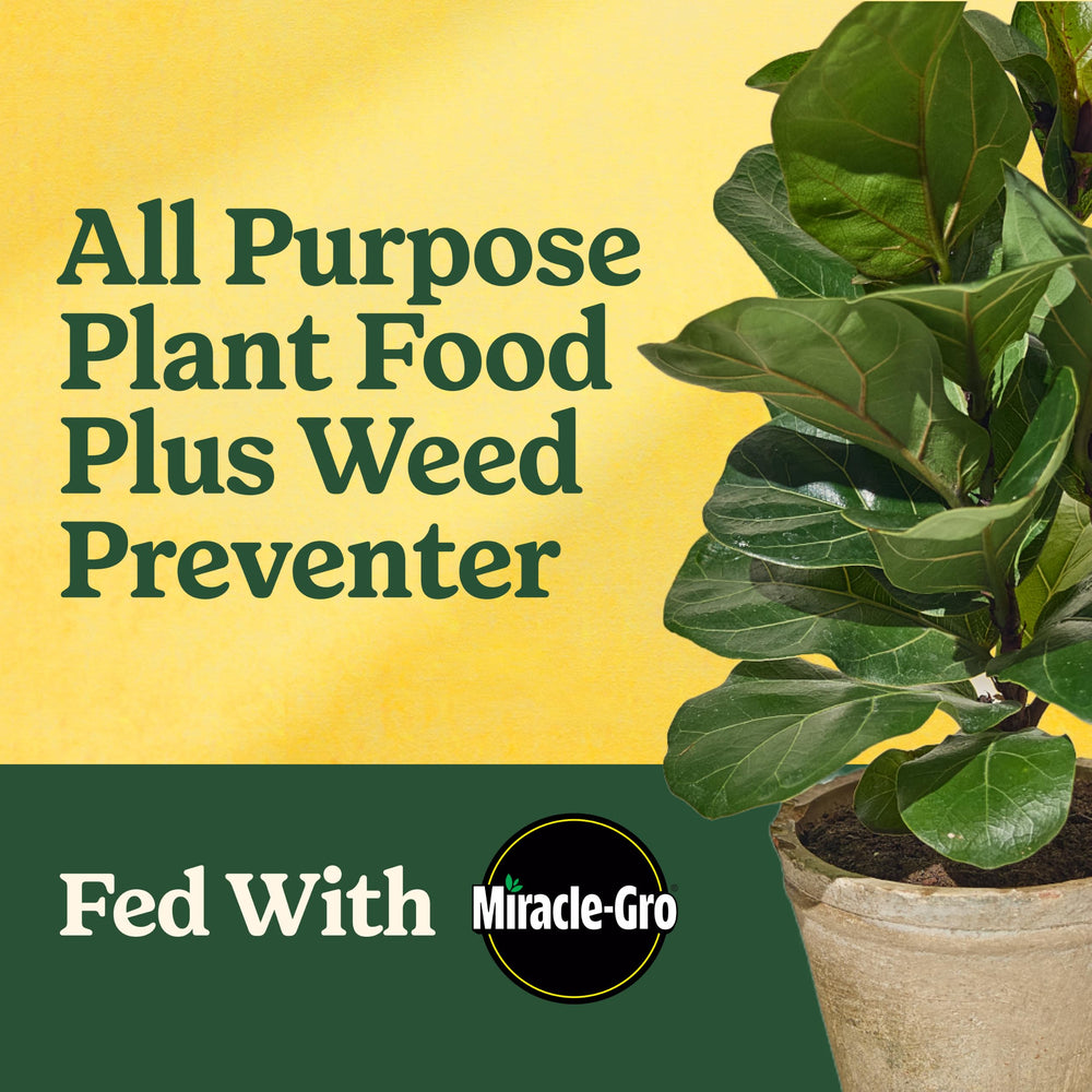 Miracle-Gro Shake 'N Feed granules close-up