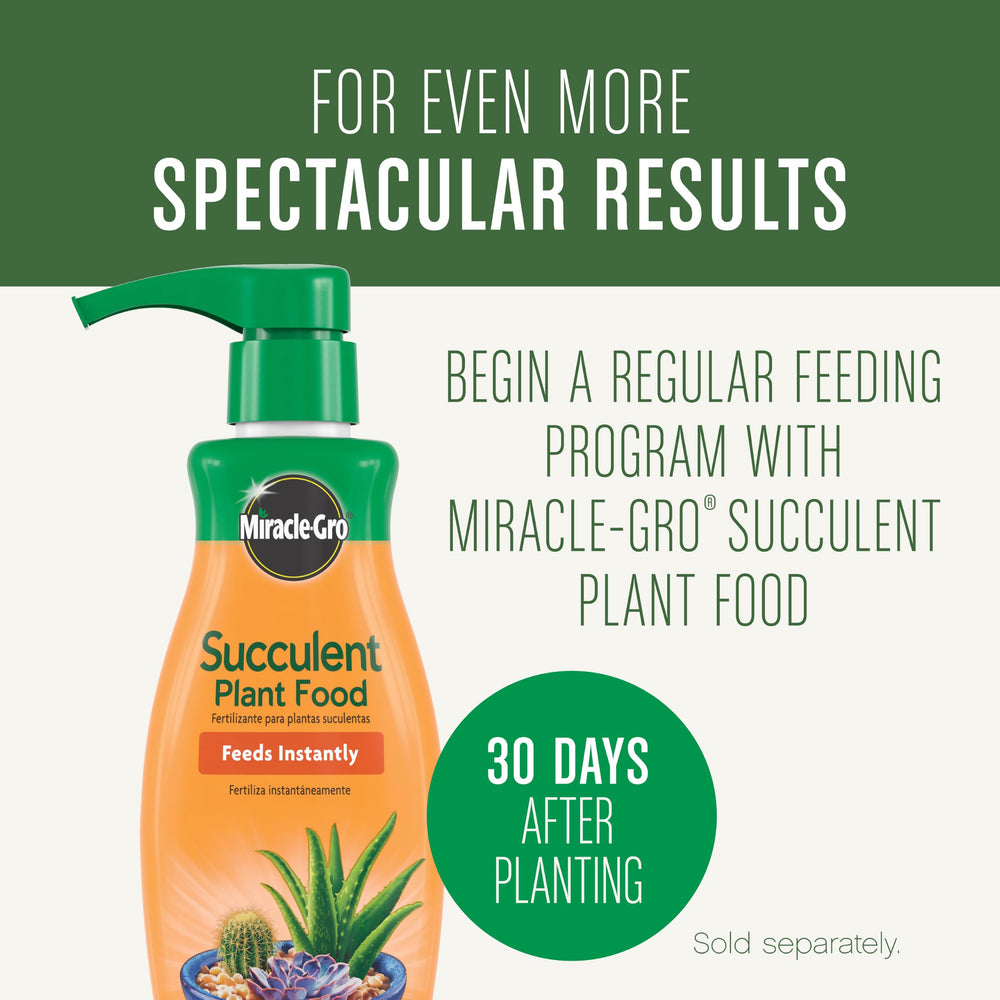 Miracle-Gro Succulent Potting Mix 4 qt, 2-Pack on a table
