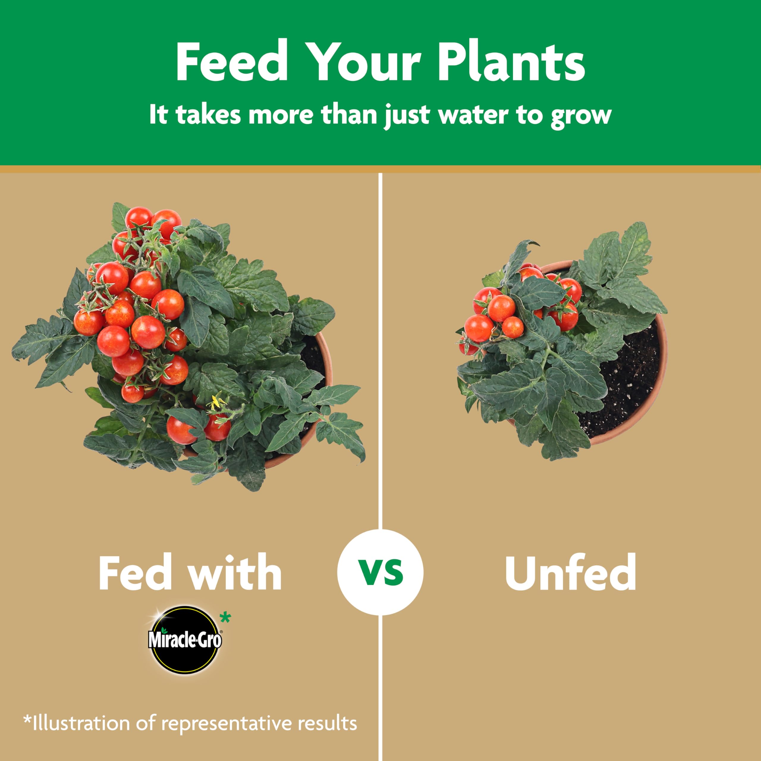 Miracle-Gro Tomato Plant Food showing feeding process