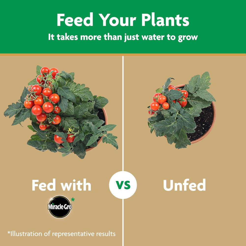 Miracle-Gro Tomato Plant Food showing feeding process