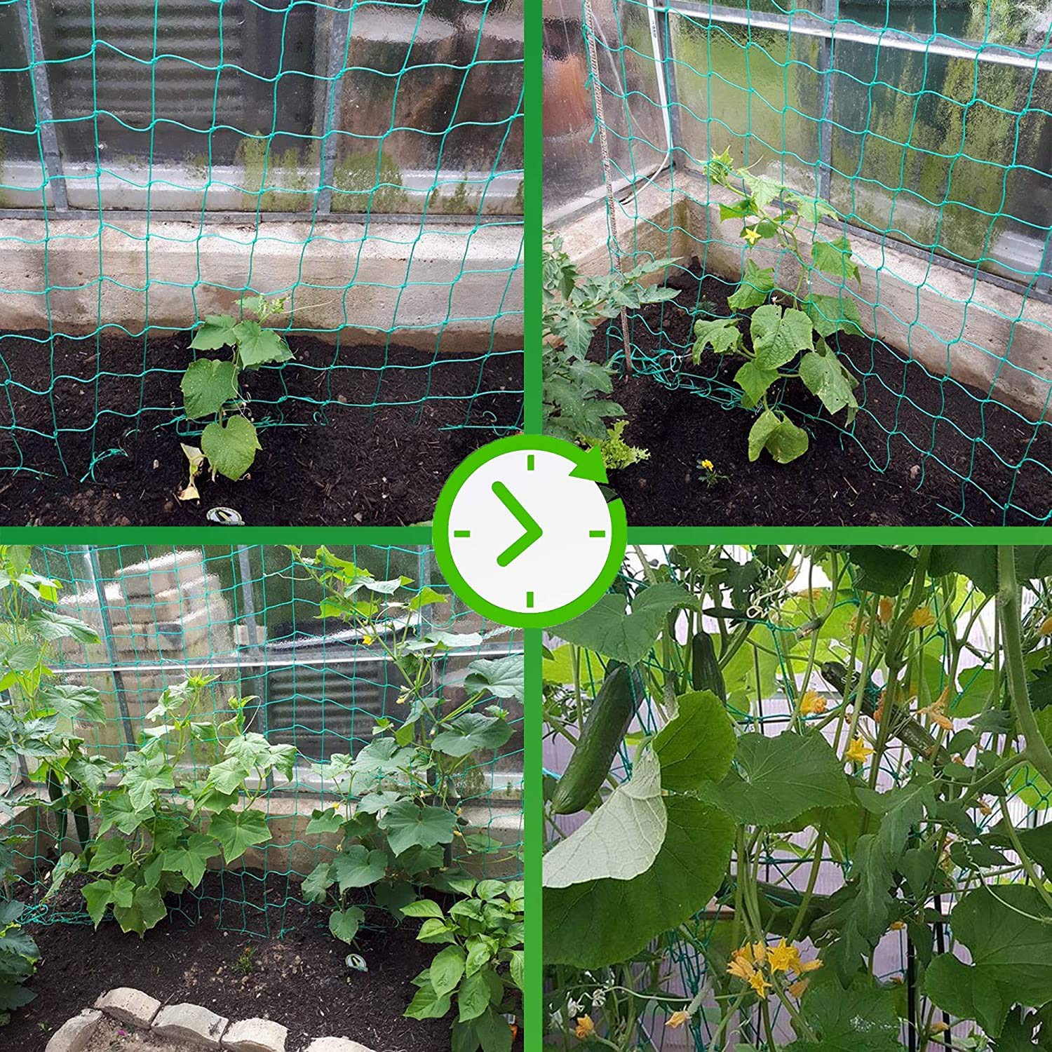 Miuezuth Trellis Netting demonstrating plant support