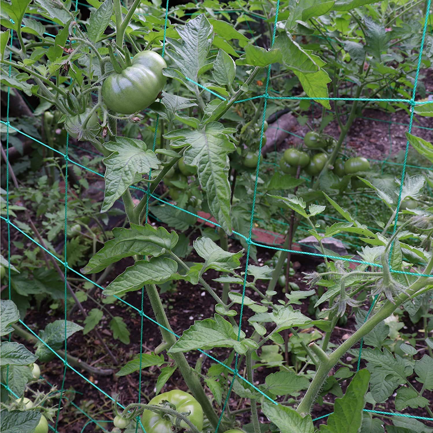 Miuezuth Trellis Netting installed in a garden