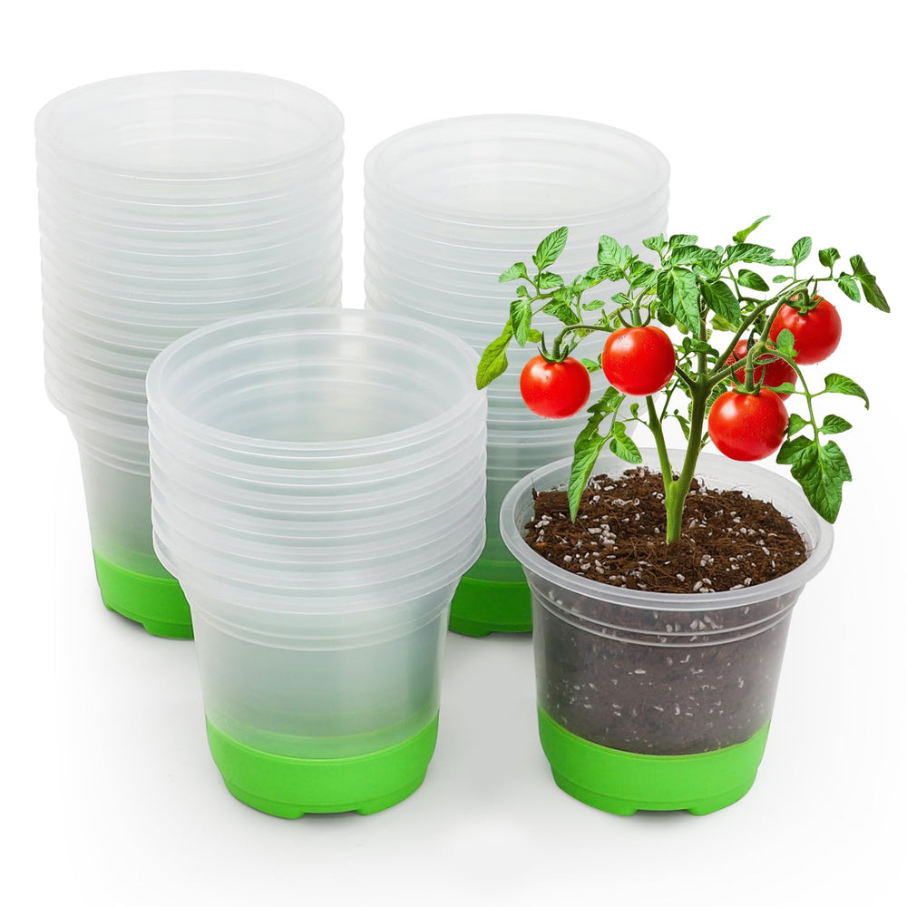 MIXC Clear Nursery Pot 5-inch with green silicone base front view