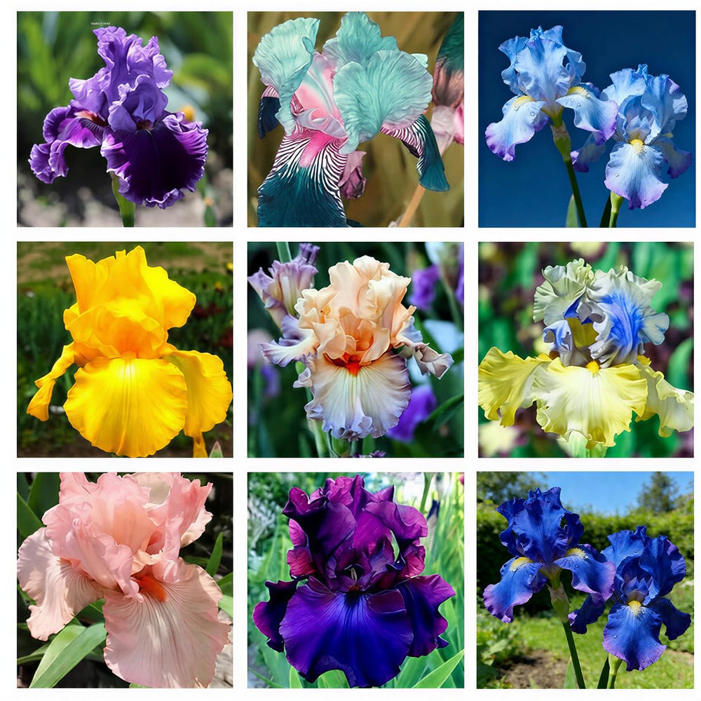 Mixed Color Iris Flower Seeds package front view