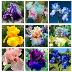 Mixed Color Iris Flower Seeds package front view